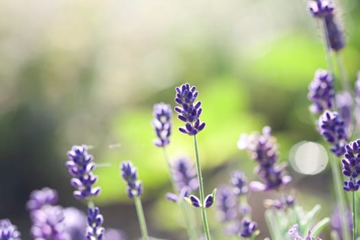 Vintage photo of Lavender in the field