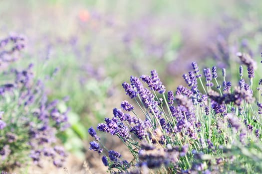 Vintage photo of Lavender in the field