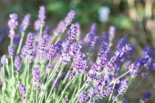 Vintage photo of Lavender in the field