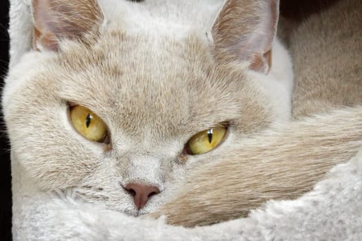 Lilac british shorthair wih yellow eyes portrait