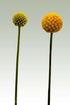 The photograph of the insulated flowers of the drum beat,Craspedia globosa,at various stages of ripening.