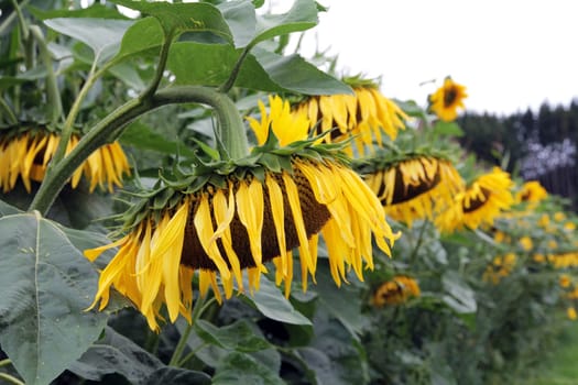 Sunflowers