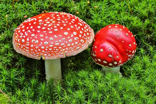 Toadstool,close-up of the poisonous fungus on moss