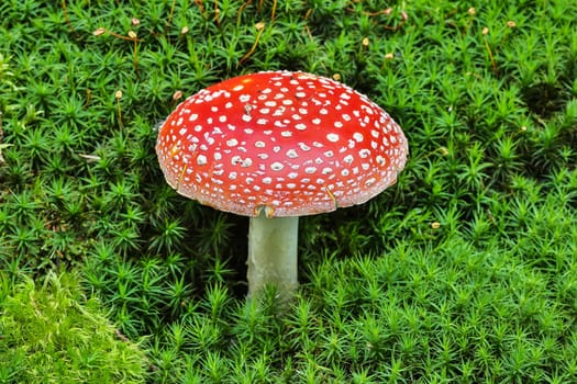 Toadstool,close-up of the poisonous fungus on moss