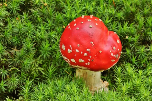 Toadstool,close-up of the poisonous fungus on moss