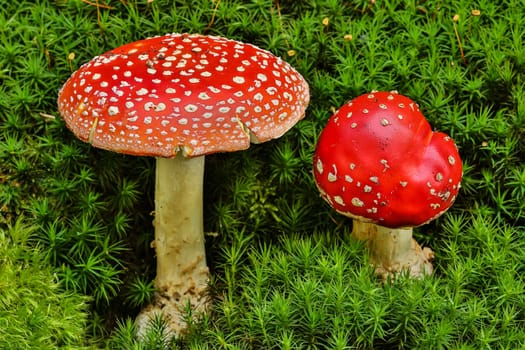 Toadstool,close-up of the poisonous fungus on moss
