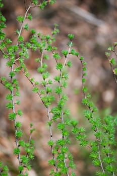 several shows with fresh larch shoots (Larix decidua) against blurred forest background