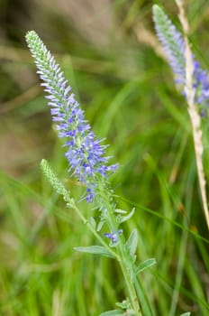 Close-up of a real honorary prize flower in fuzzy grass