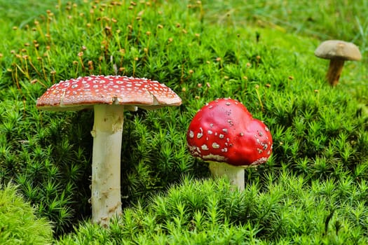 Toadstool,close-up of the poisonous fungus on moss