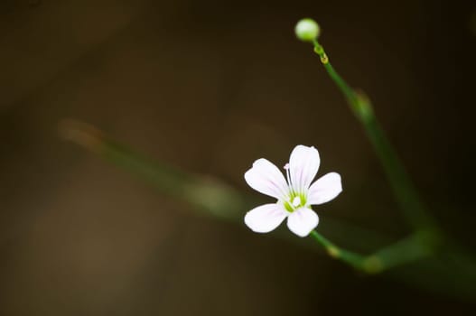Close-up of a limping needle-mieren-flower (Minuartia laricifolia) against a fuzzy background