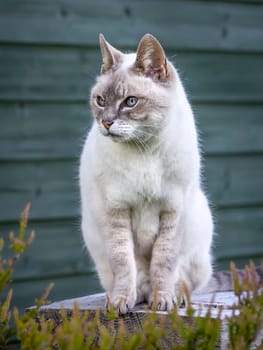 An image of a nice cat portrait