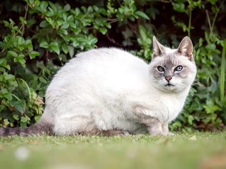 An image of a nice cat portrait