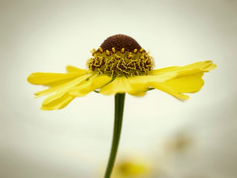 An image of a flower background