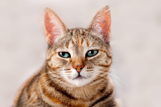 Young Attentive Female Cat
