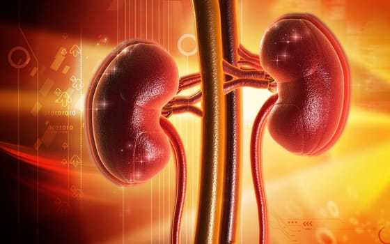 Digital illustration of kidney in colour background