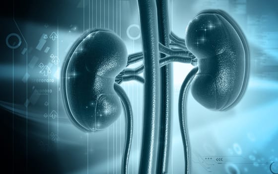 Digital illustration of kidney in colour background