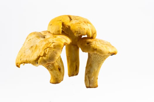 cockerels three mushrooms on white background without shadows