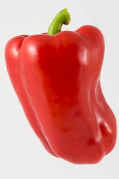 One pepper red on white background