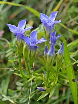 Common Fransenenzian (Gentianopsis ciliata) on the Dörnberg