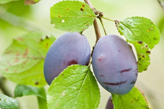 Plums