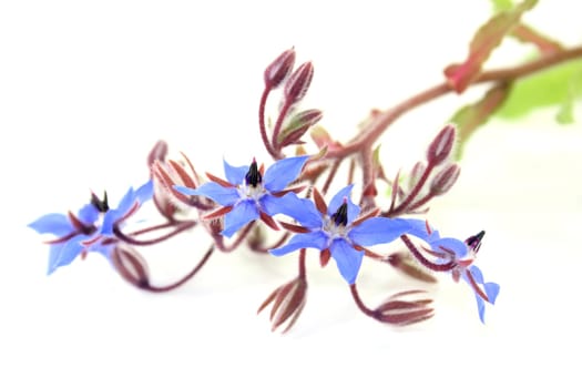 blue borage flowers against a white background