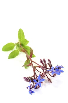 blue borage flowers against a white background