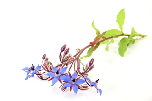 blue borage flowers against a white background