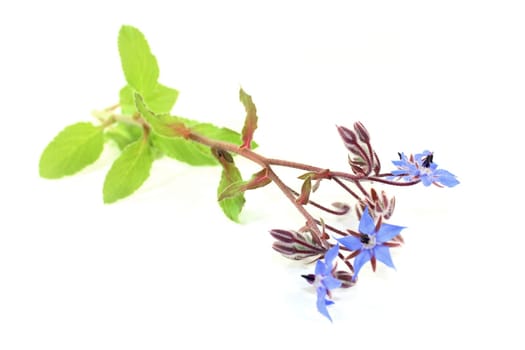blue borage flowers against a white background