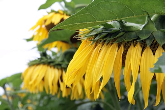 Sunflowers