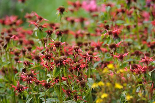 Herbal Park blooms and smells
