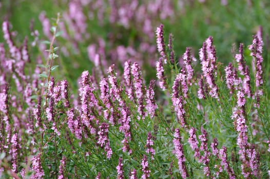 Herbal Park blooms and smells