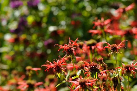 Herbal Park blooms and smells