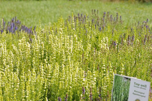 Herbal Park blooms and smells
