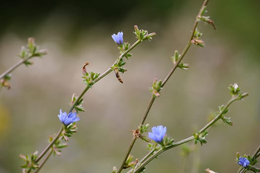 Herbal Park blooms and smells