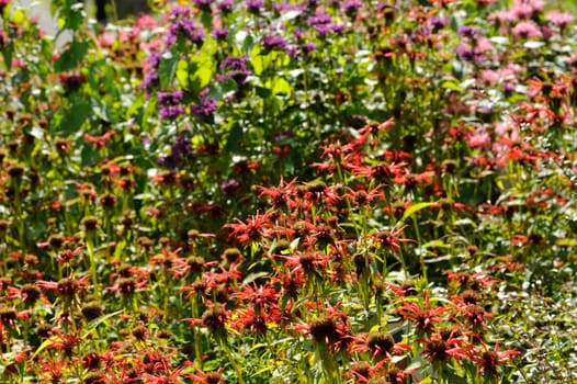 Herbal Park blooms and smells