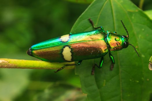 insect on leaf from Thailand, beetle in Genus steriocera
