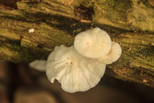 close up mushroom in deep forest, Thailand