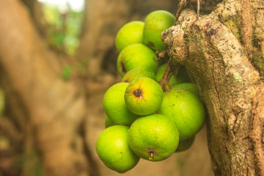 ficus fruits on the tree in the forest