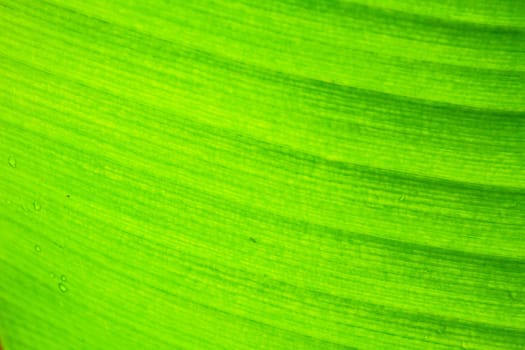 abstract background  of banana leaf texture blur, can be used as background