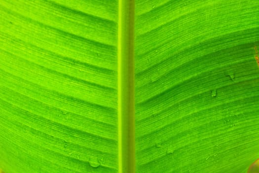 abstract background  of banana leaf texture blur, can be used as background