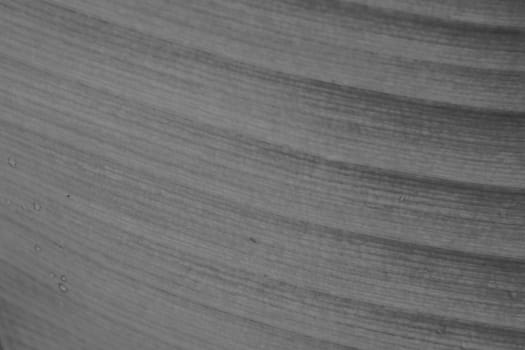 abstract background  of banana leaf texture blur in monotone , can be used as background