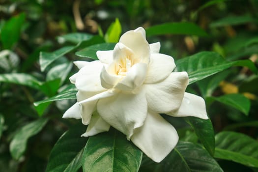 beautiful Gardenia jasminoides flower on tree in garden