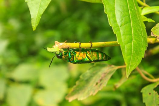 insect on leaf from Thailand, beetle in Genus steriocera