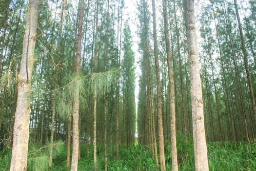 Pine forest in plantation, agriculture of Thai people