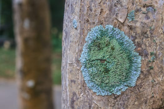 Trunk of an old tree covered with a lichen at a forest path