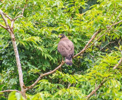 Crested Serpent Eagle resting on a perch in forest