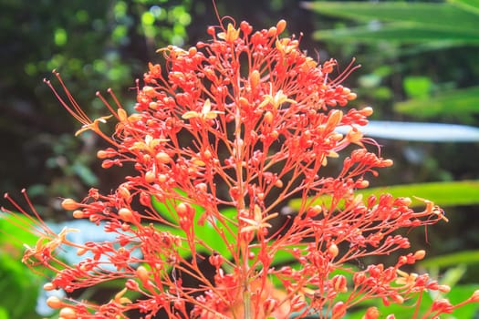 red flowers of Clerodendrum Paniculatum or Pagoda Flower
