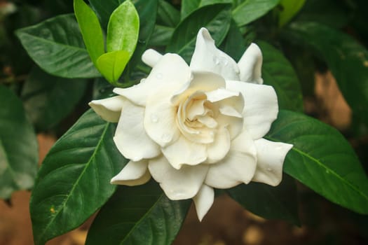 beautiful Gardenia jasminoides flower on tree in garden
