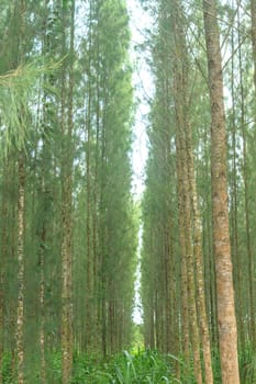 Pine forest in plantation, agriculture of Thai people