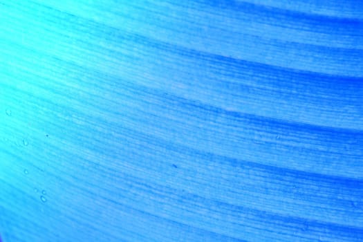 abstract background  of banana leaf texture blur in blue tone, can be used as background